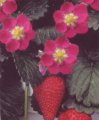 Fragaria ananasa ´Fragoo Pink´