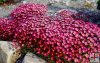 Saxifraga x arendsii ´Purpurtepich´