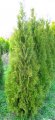 Thuja occidentalis ´Smaragd´