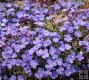 Aubrieta hybrida ´Blaumeise´ Aubrieta hybrida ´Blaumeise´