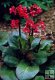 Bergenia cordifolia Bergenia cordifolia