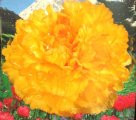 Paeonia sufruticosa