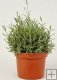 Lavandula angustifolia Lavandula angustifolia