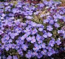 Aubrieta hybrida ´Blaumeise´