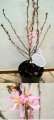 Prunus x ´Comet´