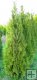 Thuja occidentalis ´Smaragd´