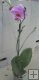 Phalaenopsis Phalaenopsis