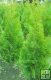 Thuja occidentalis ´Smaragd´