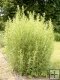 Artemisia dracunculus Artemisia dracunculus