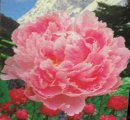 Paeonia sufruticosa