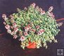 Thymus x citriodorus
