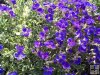 Aubrieta tauricola ´Silberrand´ Aubrieta tauricola ´Silberrand´