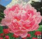 Paeonia sufruticosa Paeonia sufruticosa