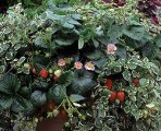 Fragaria ananasa ´Fragoo Pink´
