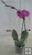 Phalaenopsis