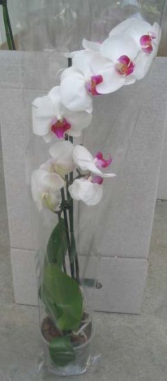 Phalaenopsis - Kliknutím na obrázek zavřete