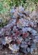Heuchera americana ´Palace Purple´ Heuchera americana ´Palace Purple´