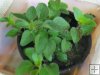 Origanum vulgare Origanum vulgare