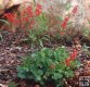 Heuchera saguinea Heuchera saguinea