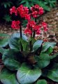 Bergenia cordifolia