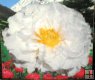 Paeonia sufruticosa Paeonia sufruticosa