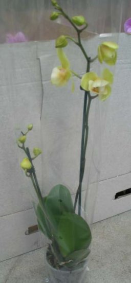 Phalaenopsis - Kliknutím na obrázek zavřete
