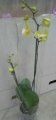 Phalaenopsis