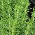 Rosmarinus officinalis