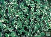 Salvia officinalis ´Tricolor´