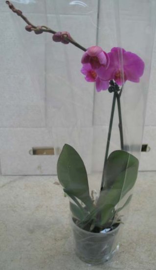 Phalaenopsis - Kliknutím na obrázek zavřete