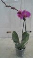 Phalaenopsis
