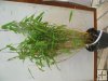 Fargesia muriale Fargesia muriale