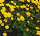 Doronicum orientale ´Litle Leo´