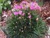 Armeria maritima Splendens Armeria maritima Splendens