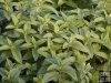 Mentha piperita Mentha piperita