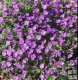 Aubrieta deltoidea ´Royal Violet´ Aubrieta deltoidea ´Royal Violet´