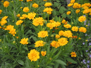 Coreopsis grandiflora - Kliknutím na obrázek zavřete