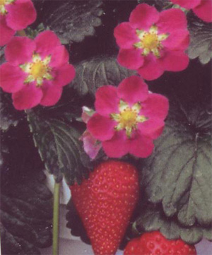 Fragaria ananasa ´Fragoo Pink´ - Kliknutím na obrázek zavřete