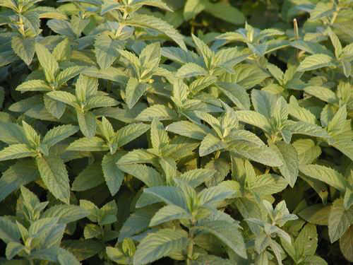 Mentha piperita - Kliknutím na obrázek zavřete